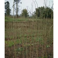 1-2公分銀杏苗木供應(yīng)