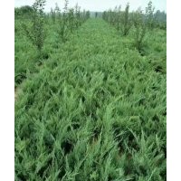 大量出售沙地柏?zé)o紡布營養(yǎng)杯都有規(guī)格齊全價格便宜上車快有需要的