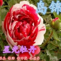 觀賞牡丹盆栽牡丹菏澤牡丹花苗洛陽牡丹苗