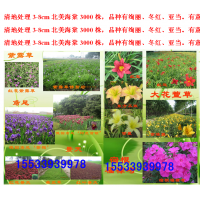 北美海棠、德國鳶尾、白玉簪