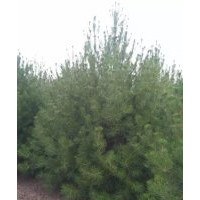 供應(yīng)1米白皮松2.5米白皮松3米白皮松
