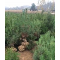 供應(yīng)蘋(píng)果苗梨樹(shù)苗桃樹(shù)苗鈣果苗連翹苗