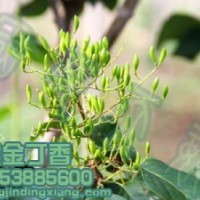 黃金丁香黃花丁香的生長(zhǎng)習(xí)性