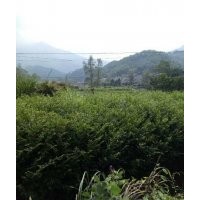 紅豆杉小苗，基地直銷，數(shù)量多