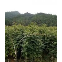 湖北楓香，湖北木荷，湖北杉木，湖北青楓，湖北羅漢松，湖北青錢(qián)