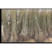 保定地區(qū)出售核桃苗