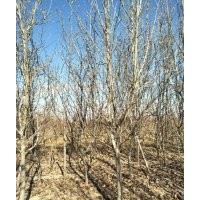 供應(yīng)各種綠化苗木西府海棠，5---10,紅玉蘭，3-10,晚櫻，5--12