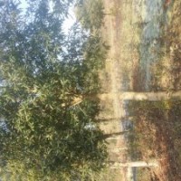 楓香，杜英，繼木樁，江南杞木，桂花，羅漢松，香樟，紅葉石楠小