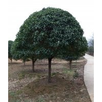 供應(yīng)：桂花、銀杏、香樟、國槐、欒樹等苗木