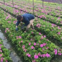 30公分高毛鵑價格是0.4元，量大優(yōu)惠