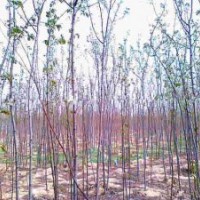 東北香花槐小苗0.2元起