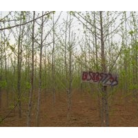 銀杏苗壯苗米徑3一4.5公分