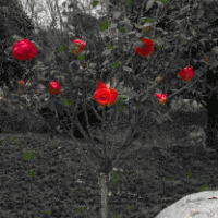 專(zhuān)業(yè)種植月季的苗木基地