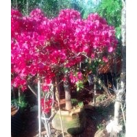 葉子花（亞蘭/中國紅）