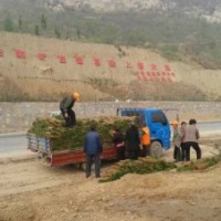 早熟禾草坪價(jià)格