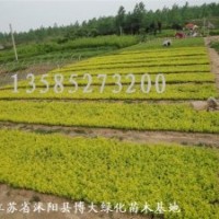 大量優(yōu)質(zhì)供應(yīng)：紅葉小檗小苗,紅王子錦帶小苗，金葉女貞小苗