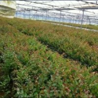 安徽紅火球紫薇/安徽紅火球紫薇小苗