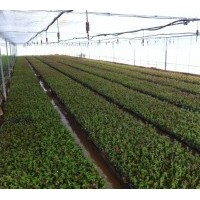 正宗紅火箭紫薇小苗|紅火箭紫薇價(jià)格|紅火箭紫薇苗批發(fā)