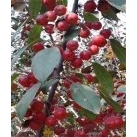 純種印第安夏天海棠批發(fā)，山東印第安夏天海棠苗價格