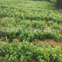 長期供應天竺桂小苗