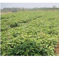 供應(yīng)香樟小苗、樟樹(shù)小苗、綠化苗木種子