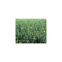 江西冬青小苗供應//江西冬青小苗批發(fā)商|||