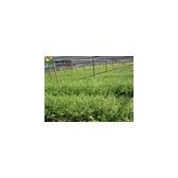 紅豆杉小苗大量供應(yīng)/低價(jià)處理紅豆杉小苗