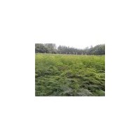 江西大量供應(yīng)合歡小苗//九江合歡小苗基地