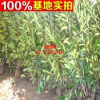 法青小苗 珊瑚樹苗 做籬笆圍墻