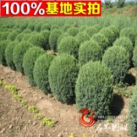 供應(yīng)常綠苗木 刺柏 刺柏球 物美價(jià)廉