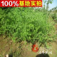 雀梅 盆栽植物 黃金雀 數(shù)量大