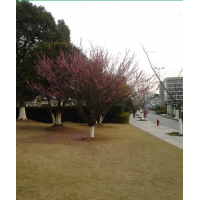 長期供應大葉女貞、紅梅