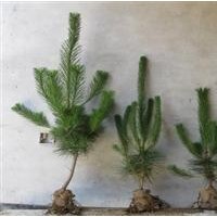 營(yíng)養(yǎng)袋油松