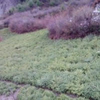 急出售樹苗：云杉,油松,側(cè)柏