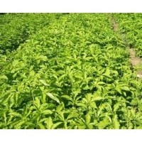 刺五加苗，刺五加苗基地，短梗刺五加種苗、刺五加苗價(jià)格