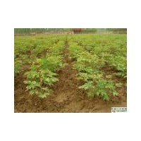 1-3年牡丹苗白勺苗 1-3年油用牡丹幼苗 藥用牡丹苗