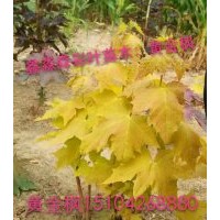 黃金楓，普林斯頓黃金楓