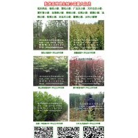 供應(yīng)金葉女貞 紅葉石楠 大葉黃楊 棣棠 小葉黃楊 龍柏等綠化苗木