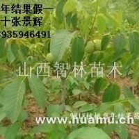 核桃苗假一賠十