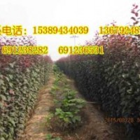 大葉紅葉李、陜西大葉紅葉李、速生紅葉李小苗