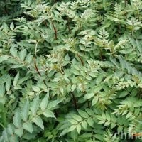 供應(yīng)當(dāng)年花椒苗