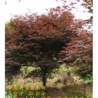 3-20公分紅楓供應(yīng)