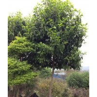 供應(yīng)茶花、玉蘭、桂花