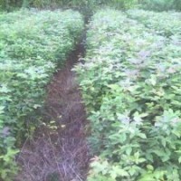 江西楓香小苗批發(fā)、江西楓香價格、江西哪里楓香苗多