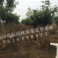 臨沂世標(biāo)園林海棠造型樹(shù)