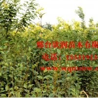 欣潤(rùn)苗木大量供應(yīng)高桿女貞 高2米