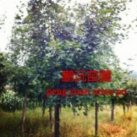 大量出售五角楓6～9公分，苗圃