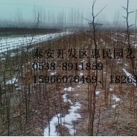 山東泰安皂角苗批發(fā)價格