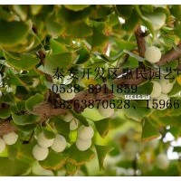 山東泰安銀杏樹苗批發(fā)價格