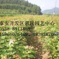 山東泰安五角楓批發(fā)價格